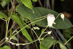 Netleaf leather flower